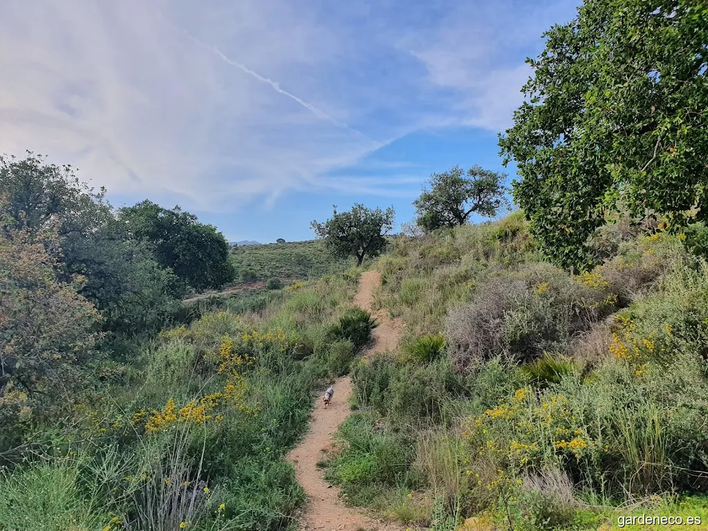 Alcornoque Majadilla Del Muerto