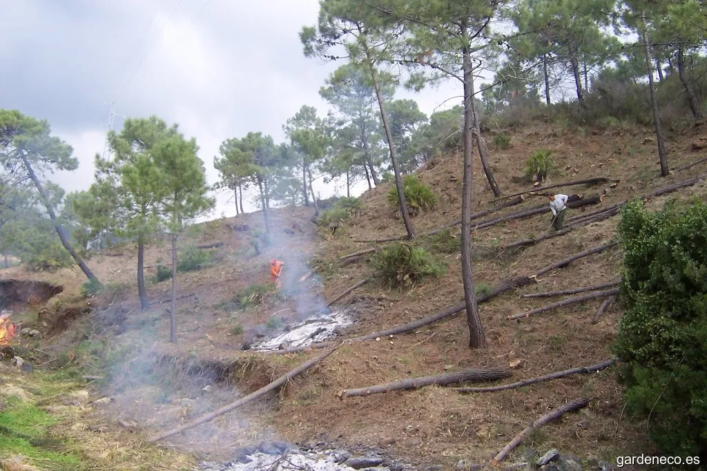 RIVAS FORESTAL Y JARDINERIA S.L.