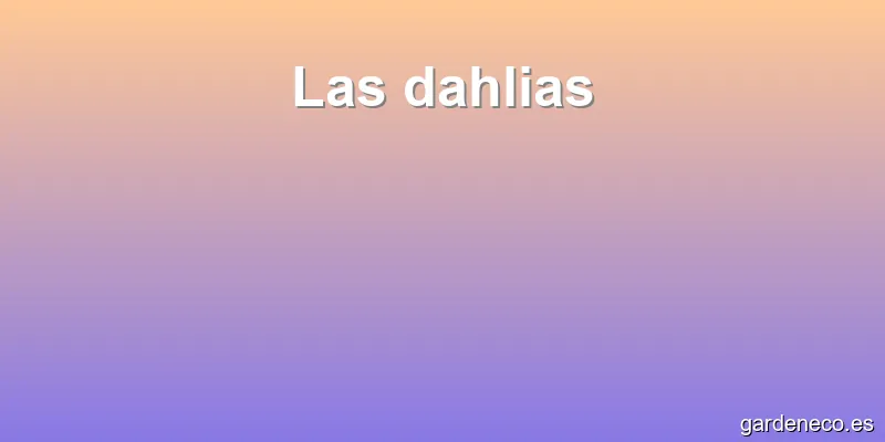 Las dahlias