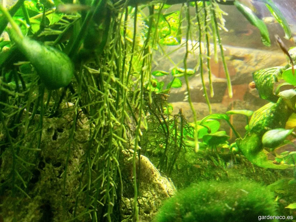 EQUIECO Fertilizantes, suministros agrícolas, maquinaria, herramienta, servicios...