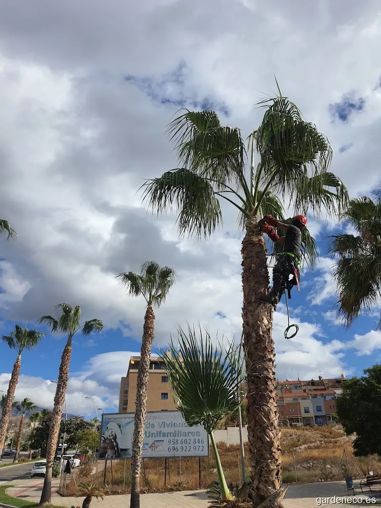 Iris Servicios - Jardinería, Limpieza y Pintura