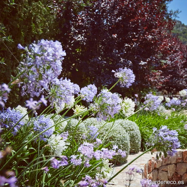 Contemporanium - Garden Design in Mallorca