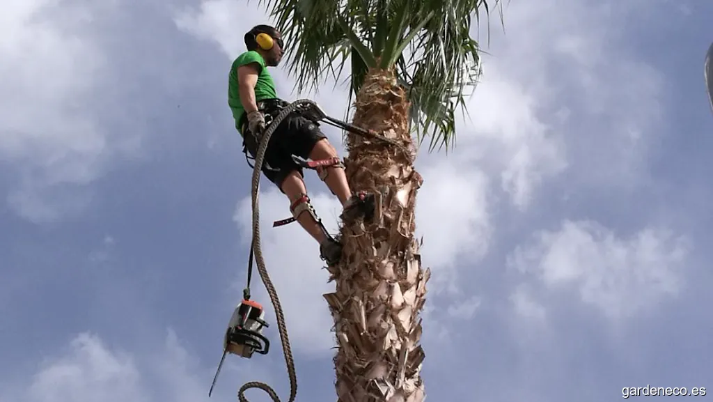 SiempreVerde Jardineros Murcia