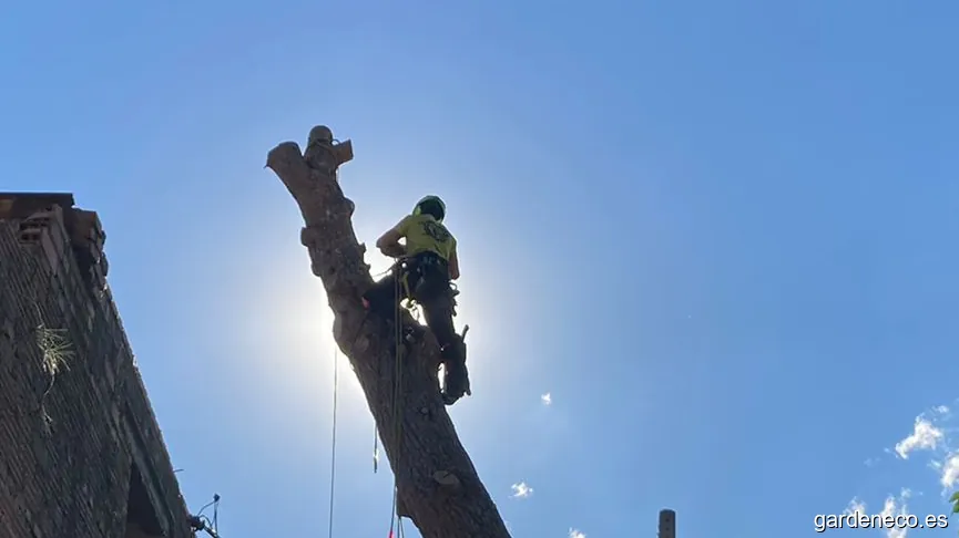 Talas de arboles