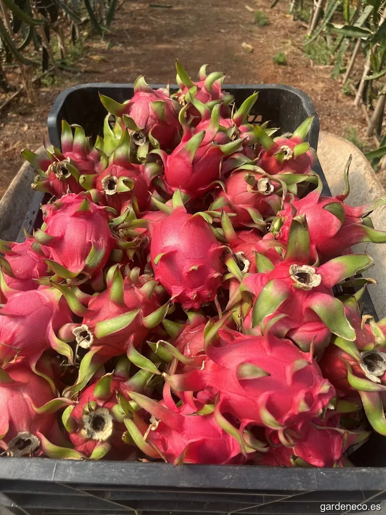 Invernadero Pitavila