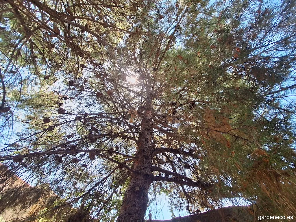 Jardineria poda de arboles albacete