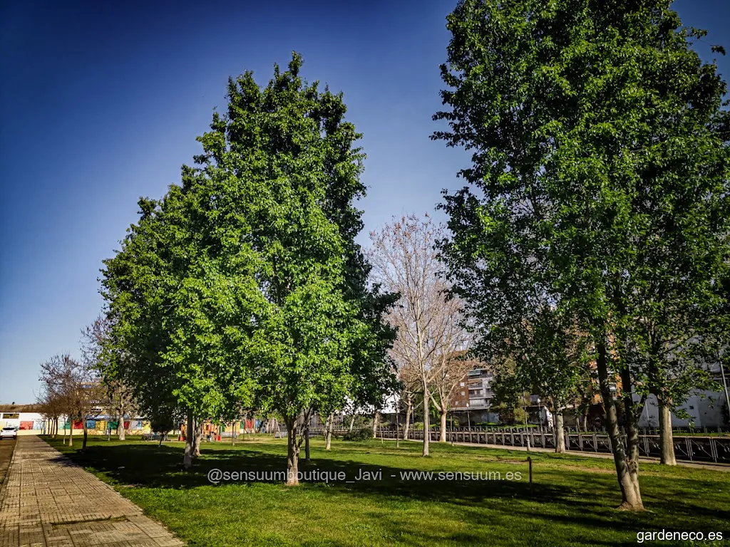 Jardin. Calle Galicia