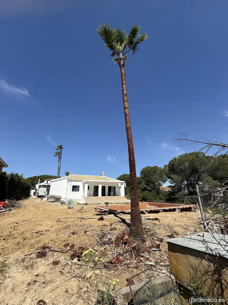 Podas y talas en altura, podas de palmeras, PODAS PEREIRA