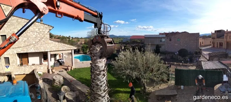 Trabajos y Servicios Esperanza Anguiano