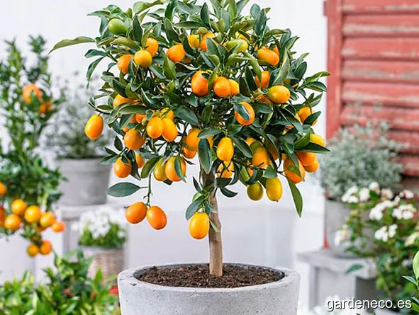 Garden Center Balbuena