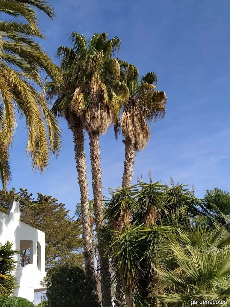 Joaquin Saez Jardinero