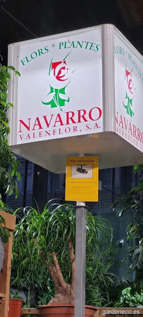 Flores Navarro Mercat Concepció
