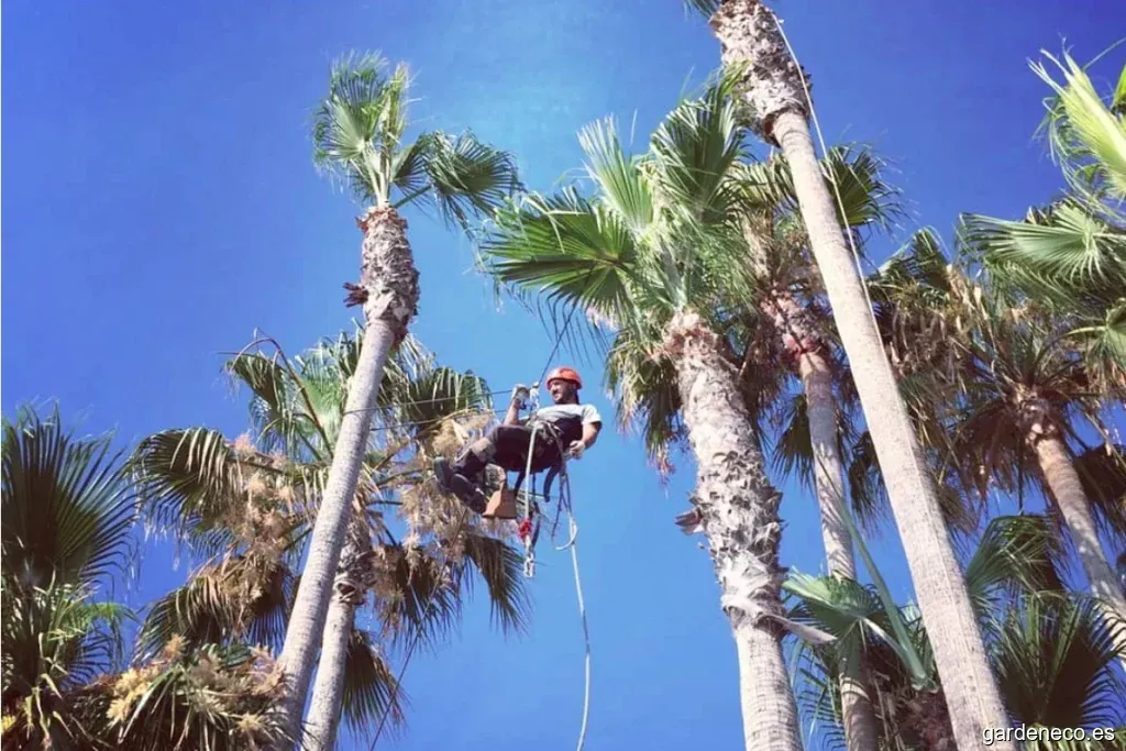 Podas en Murcia / Ostara