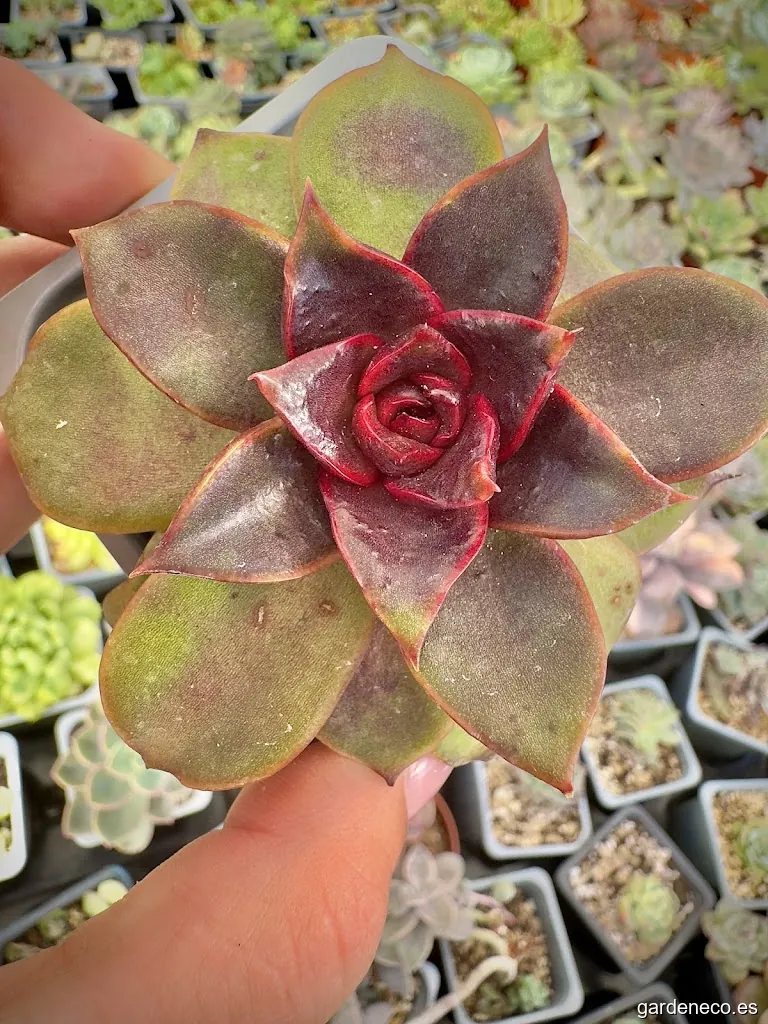 Ajuana King Kong Suculentas