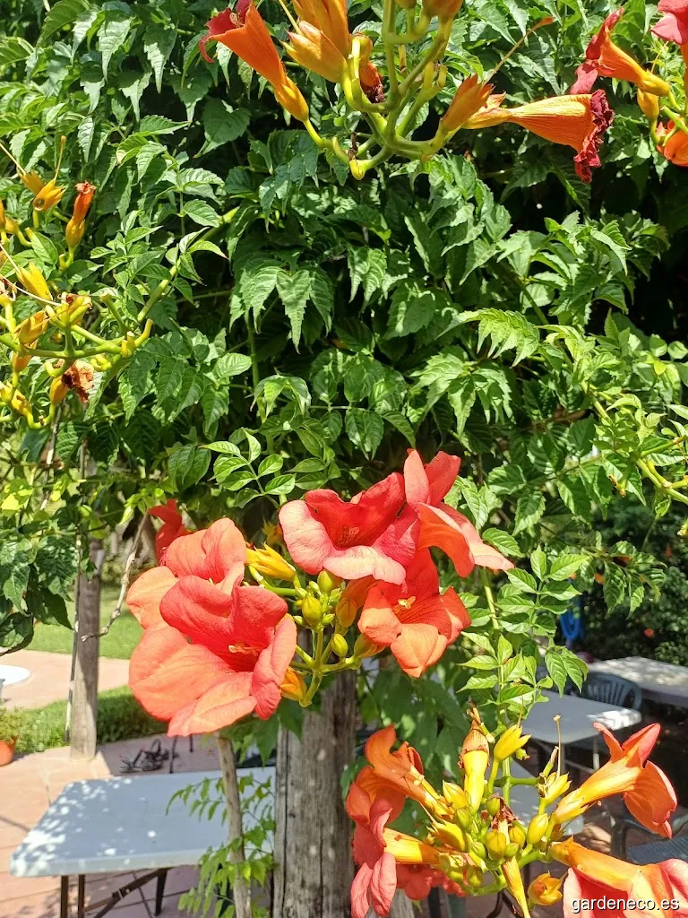Jardineros Chiclana | Jardineria en Chiclana de la Frontera