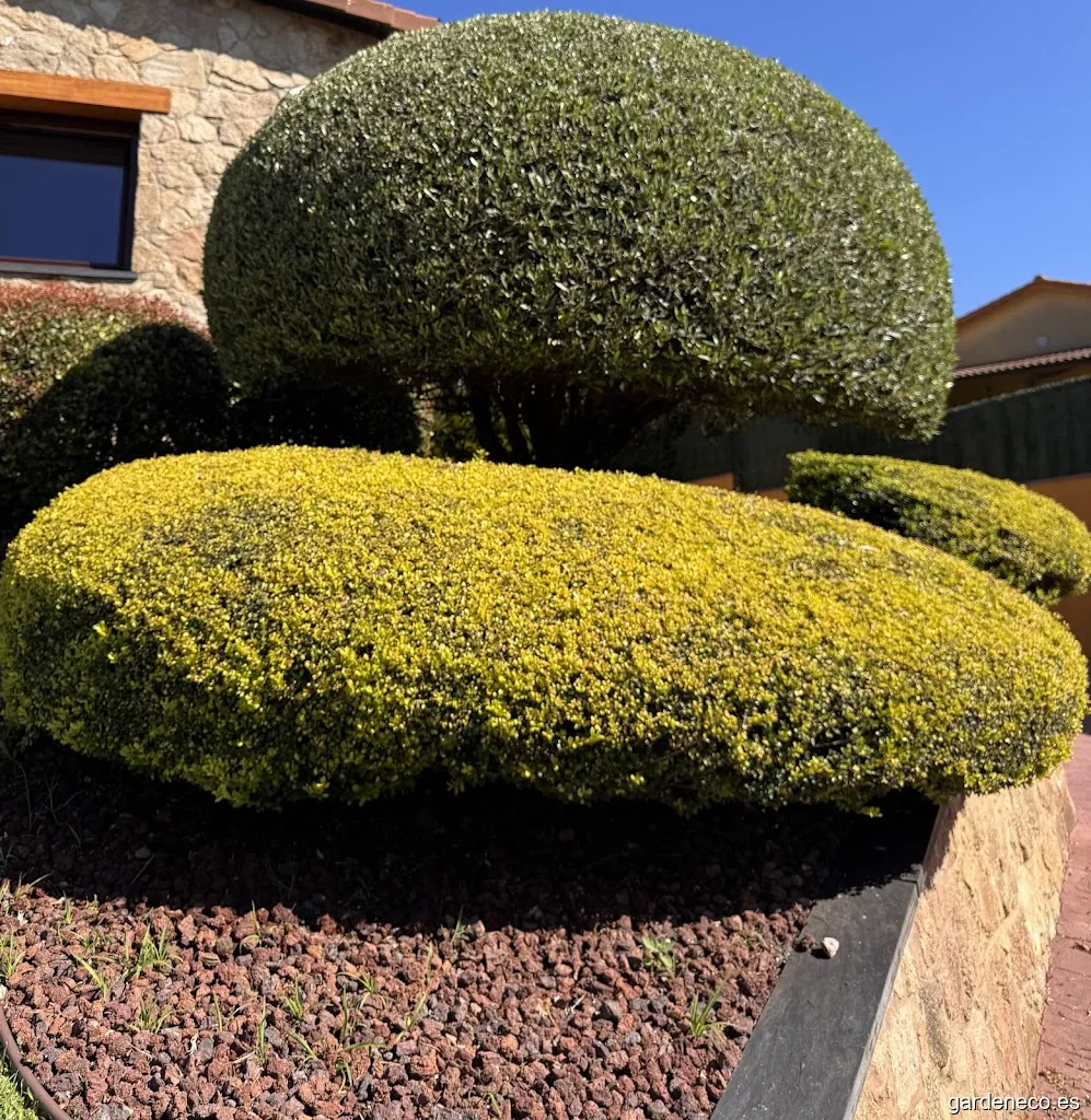 Jardinería de flor a jardín