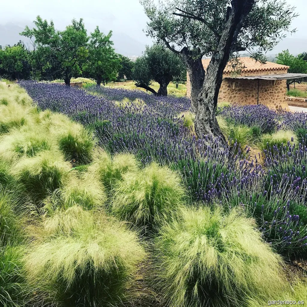 Medgardens Paisajismo Mallorca