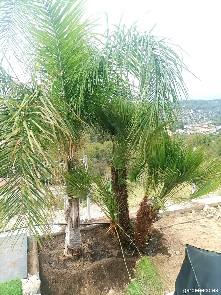 Jardineros Domicilio Barcelona