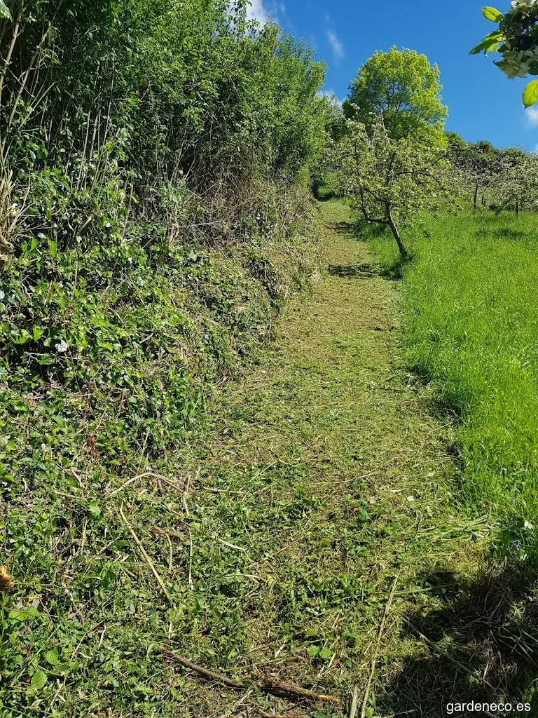 Dani bosque y jardin