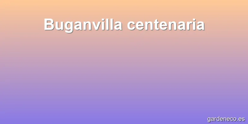 Buganvilla centenaria