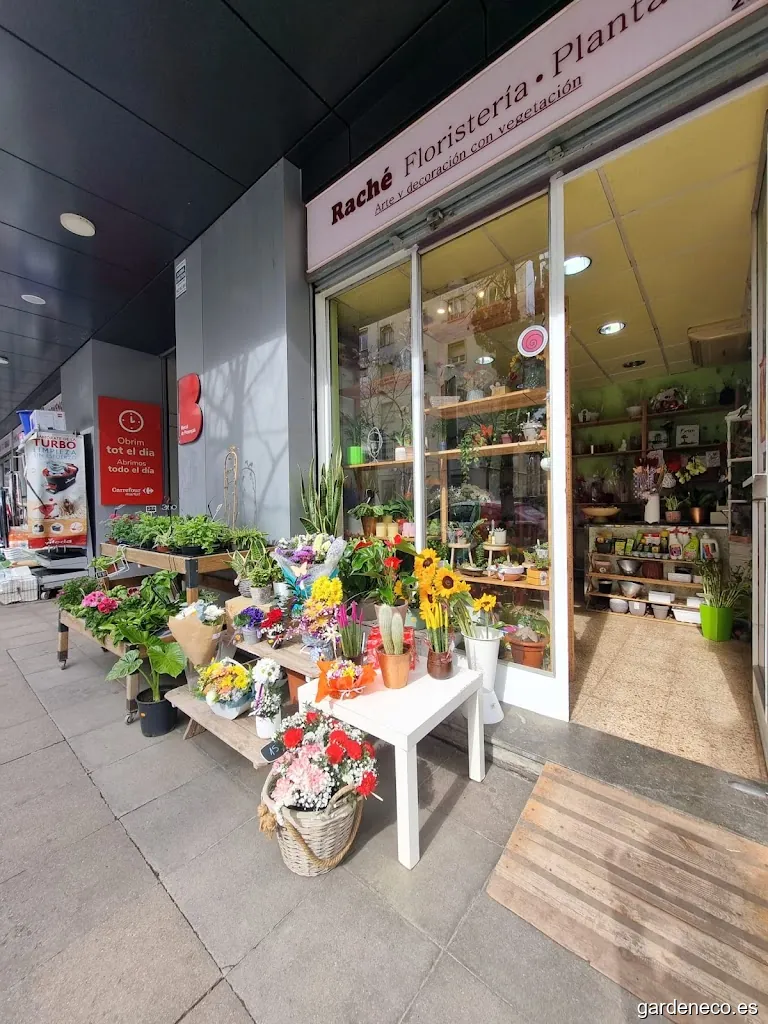 Raché Floristería Plantas Arte y Decoración con Vegetación