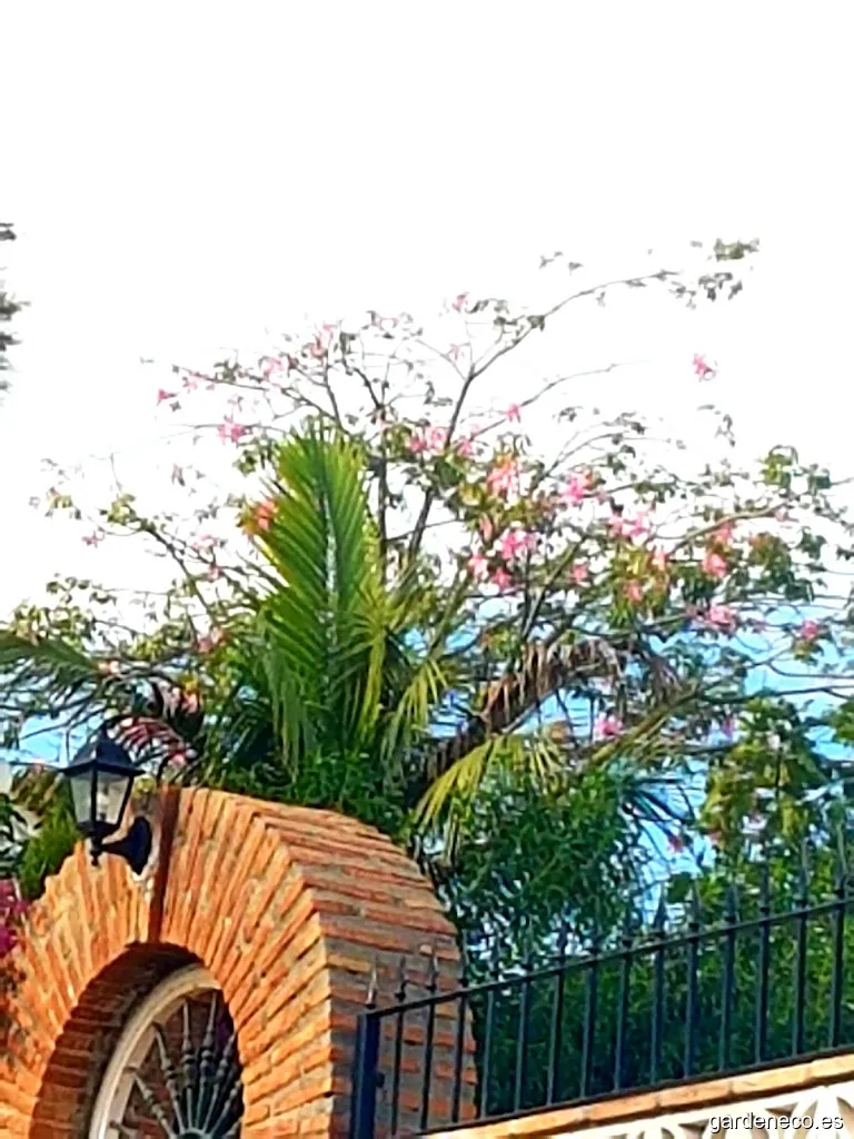 Pink Ceiba