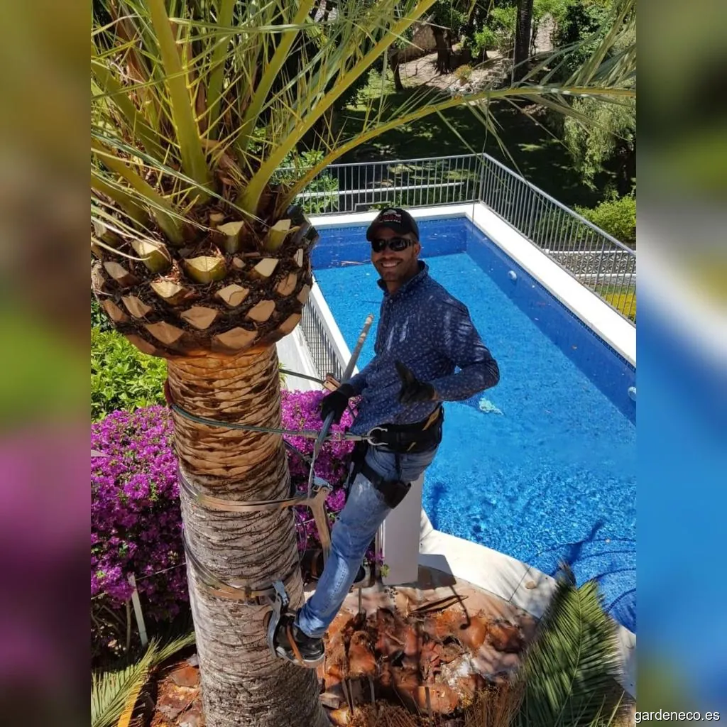 Pruning palms and Garden Service