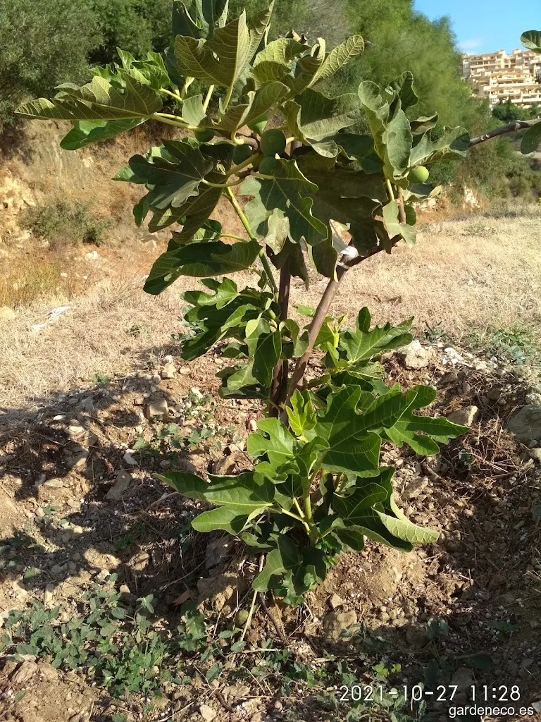 Huerto de las Higueras