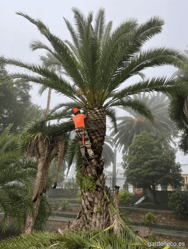 TECBINOR, RIEGOTEC CANARIAS. Técnicas Biológicas del Norte, S.L. - Mantenimiento de Jardines - Paisajismo