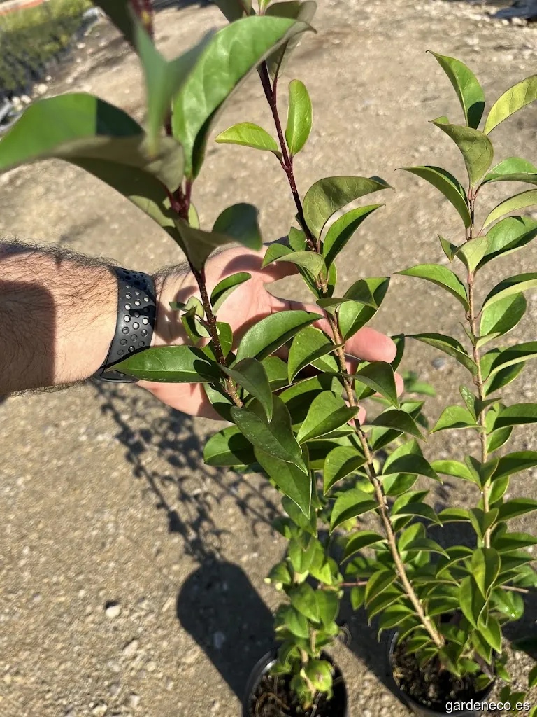 Mediterraneo Garden Center