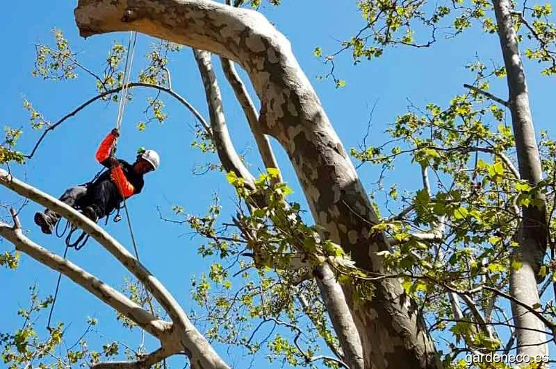 Podas y Talas Mallorca