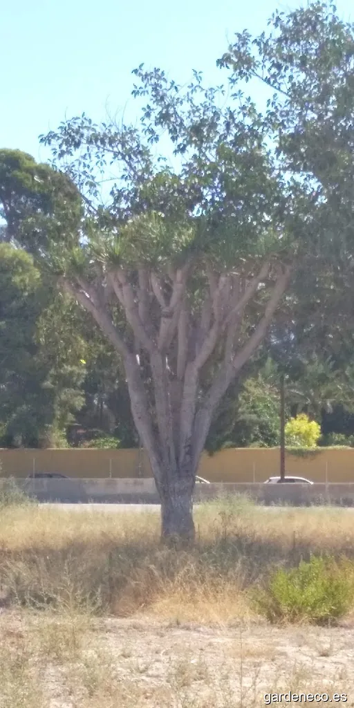 Drago canario municipal