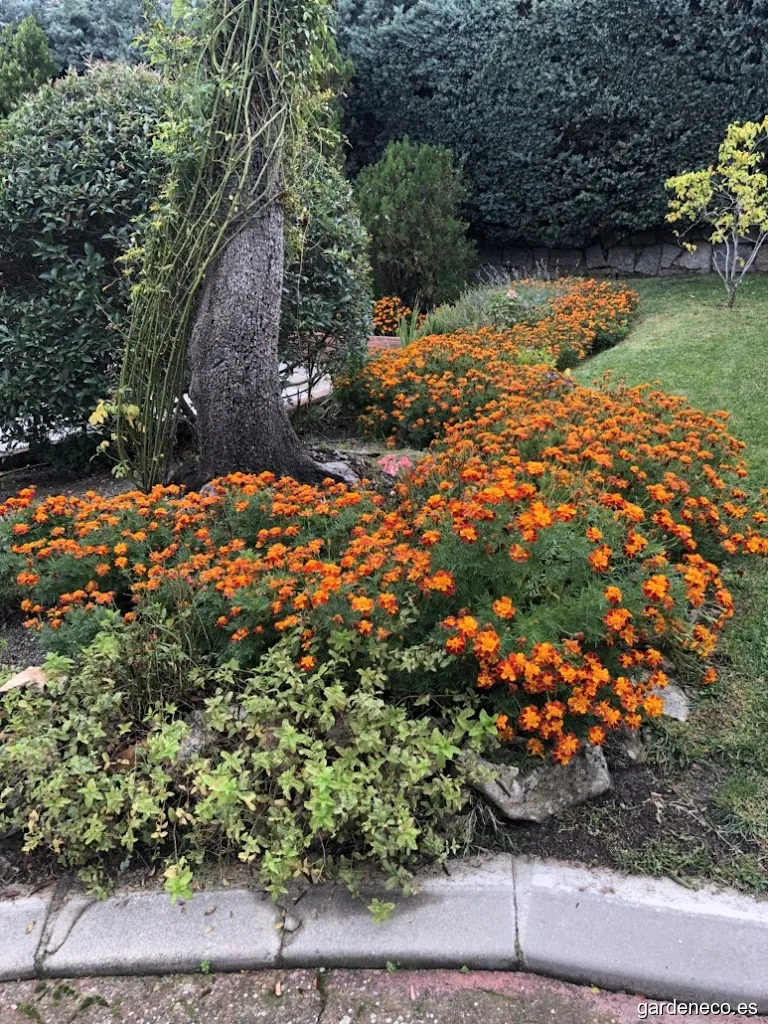 Jardineria y Servicios Ortega