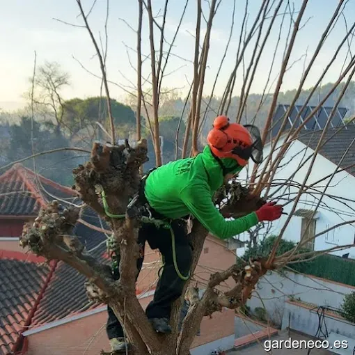 Rizoma Cooperativa. Podas, Talas, Jardinería Ecológica