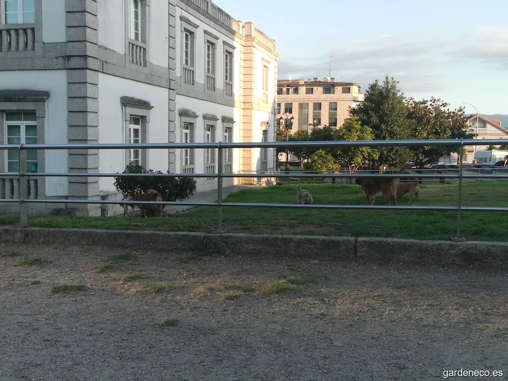 Parque de perros informal