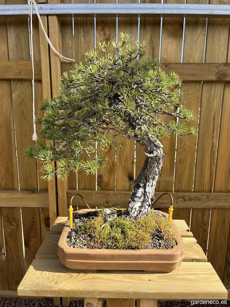 Espai Bonsai Lleida