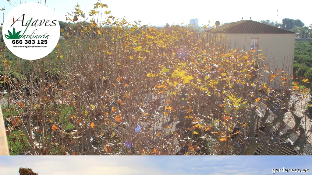 Jardinería Agaves