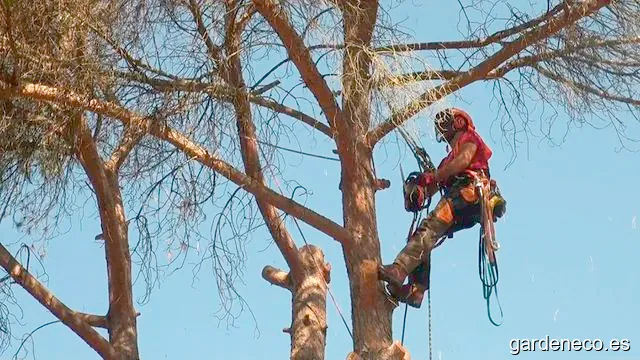 Aurken Servicios Forestales