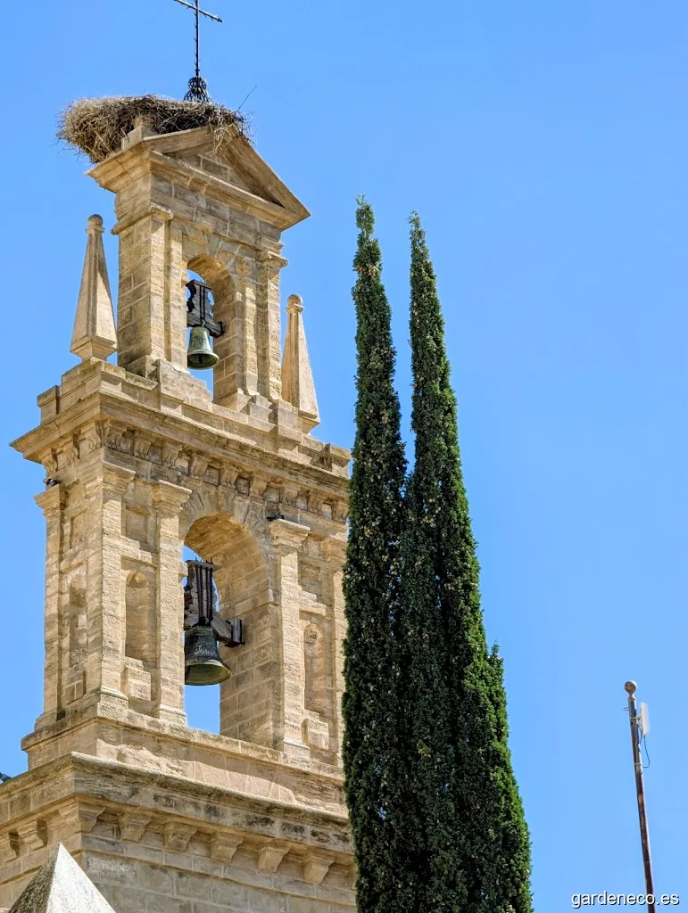 Roble común de la plaza de Abastos.