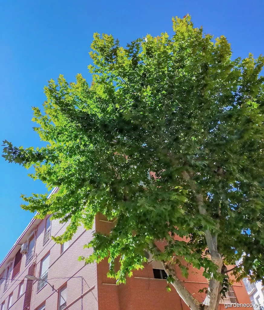 Árbol platanero