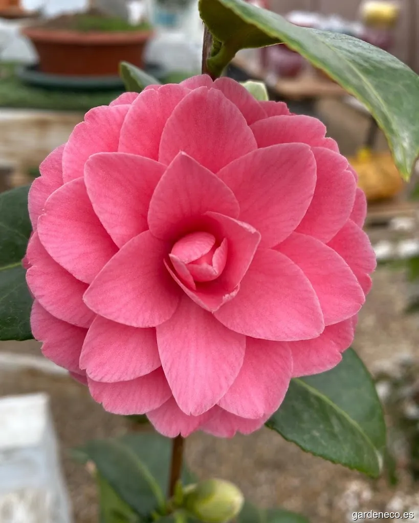 Vivero Rabadan Y Calleja (Prispal Garden)