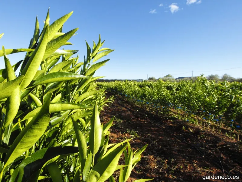 VIVEROS ALCAPLANT, S.L.