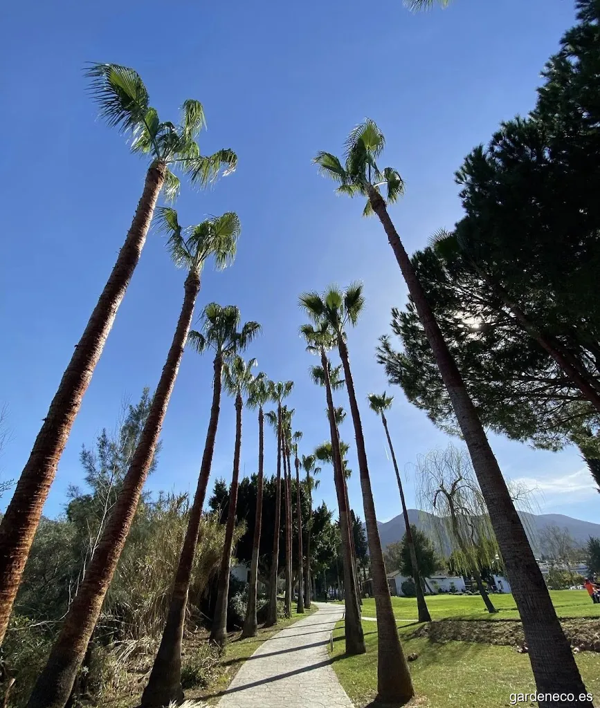 Poda de árboles/palmeras Urkan Climb