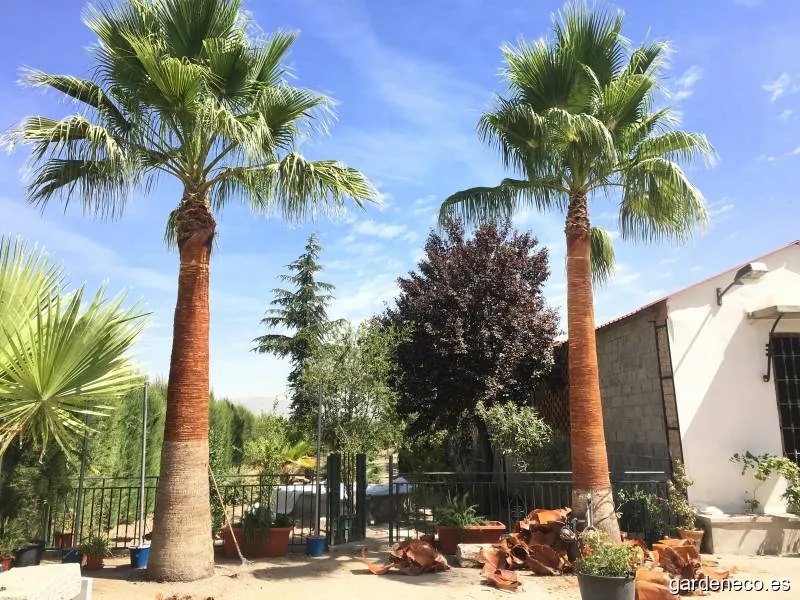 Podas Nevada - Empresa de Poda de Árboles y Palmeras