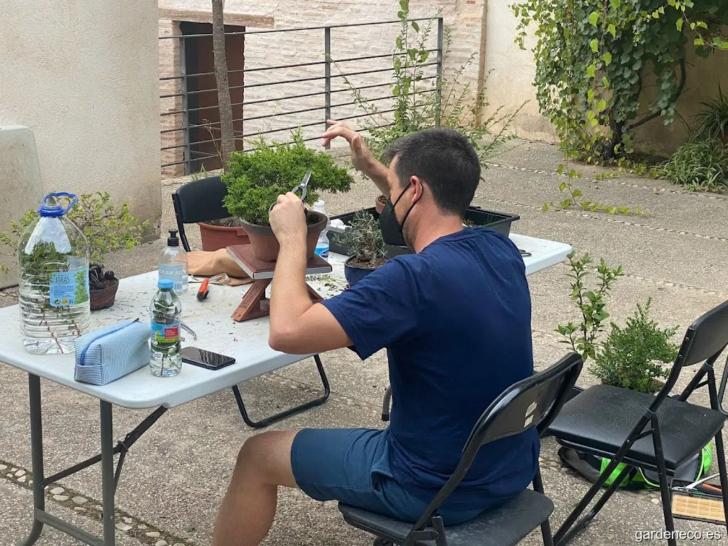 Escuela Bonsai València