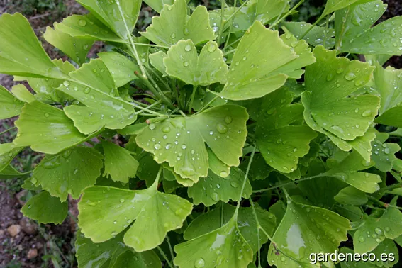 FITONATUR. Fitopatologia I Natura S.L.