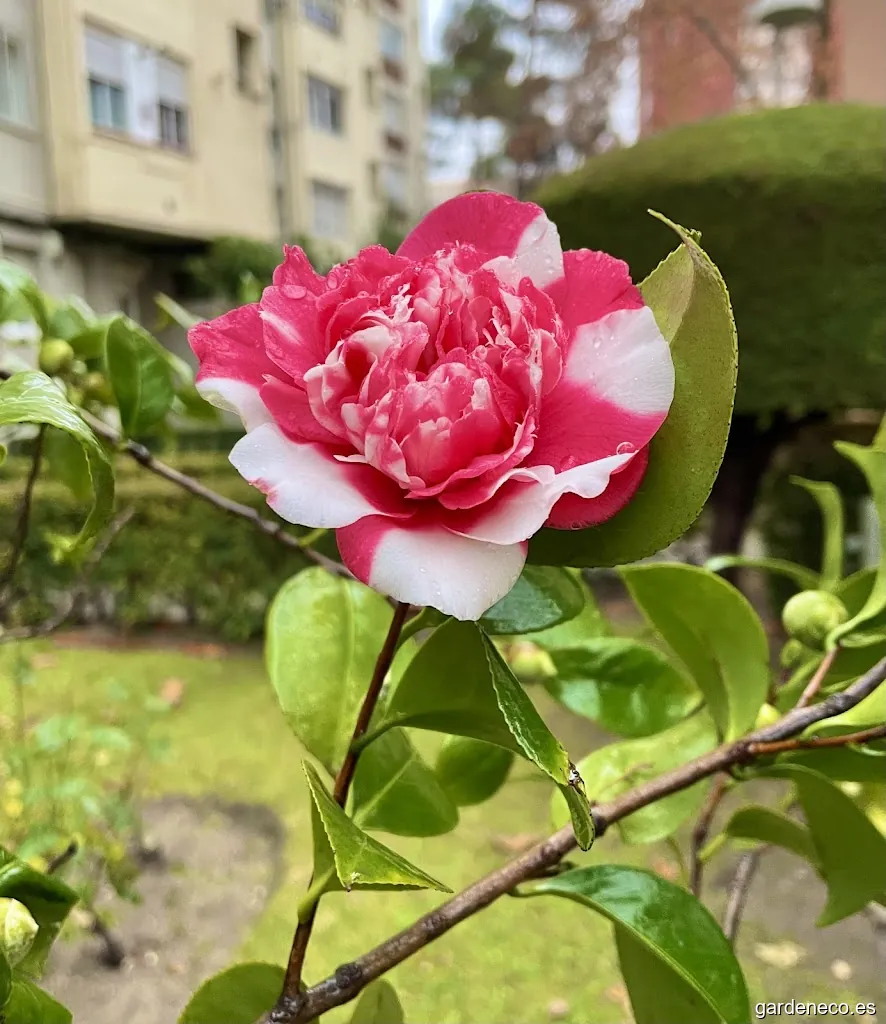 FJRP JARDINERÍA Y LIMPIEZA