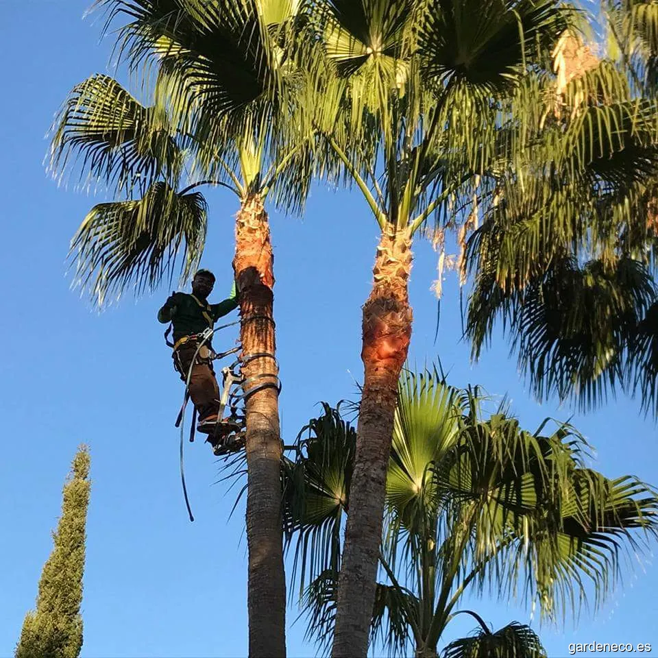 Jardinería Flor de India