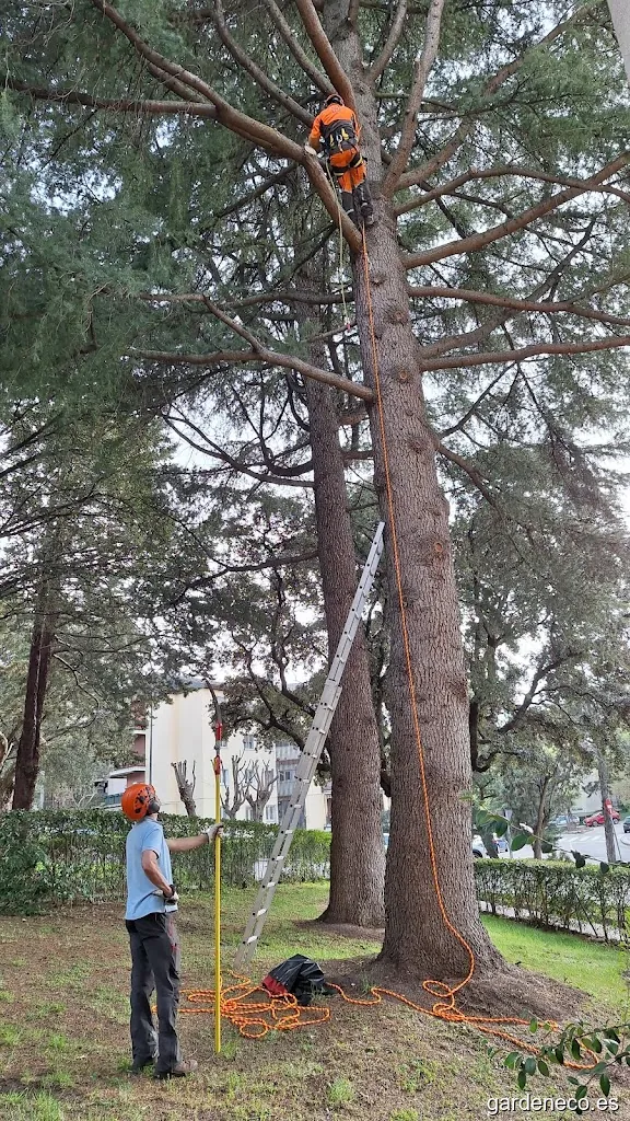 Podas y talas El Tronco