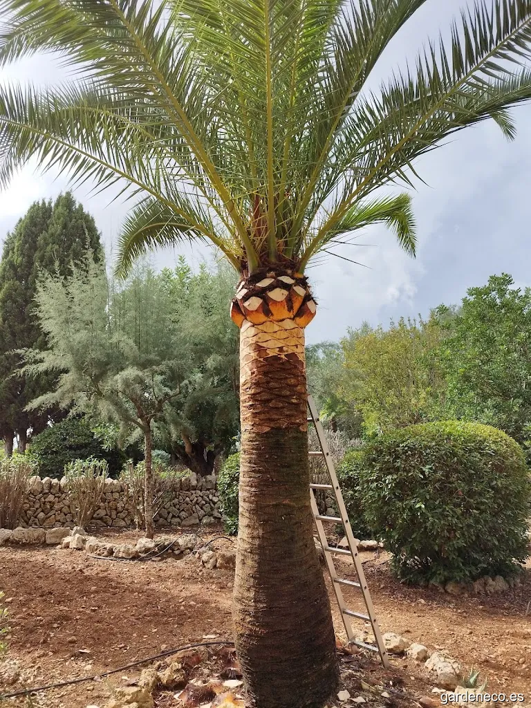 JARDINES SAMUEL MANZANO.